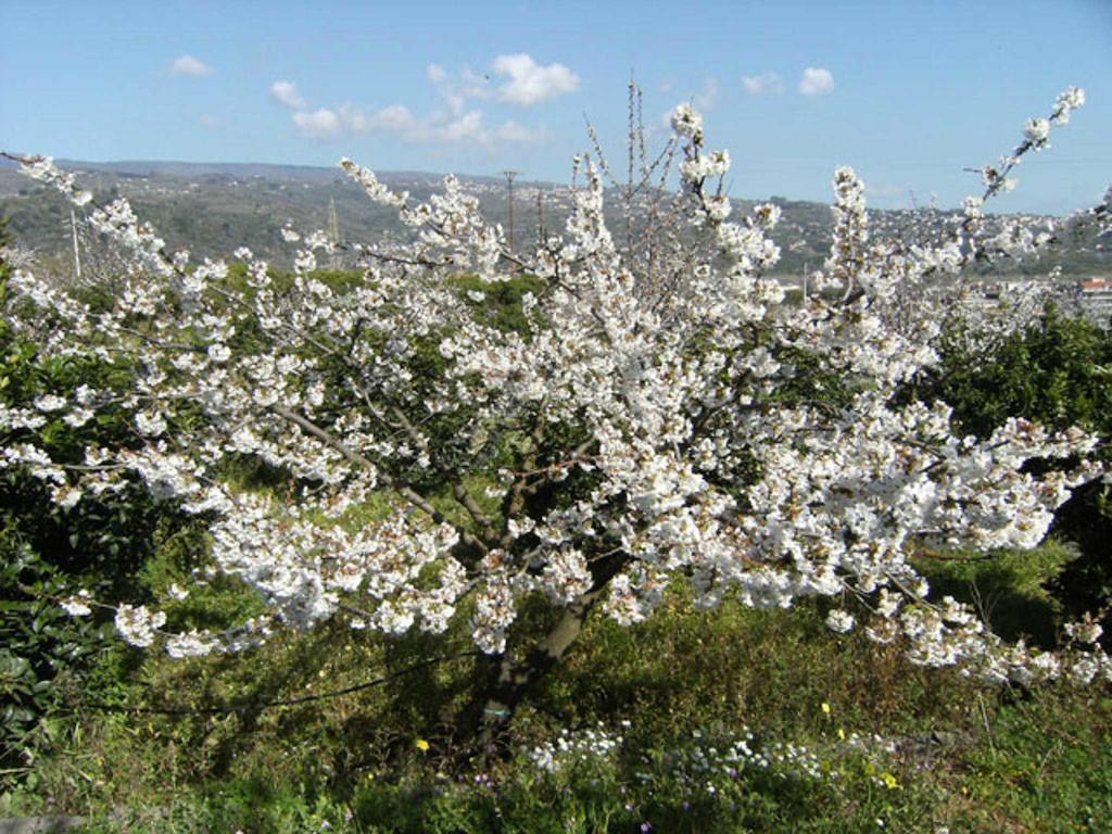 Baglio Delle Rose Bed & Breakfast Giarre Luaran gambar