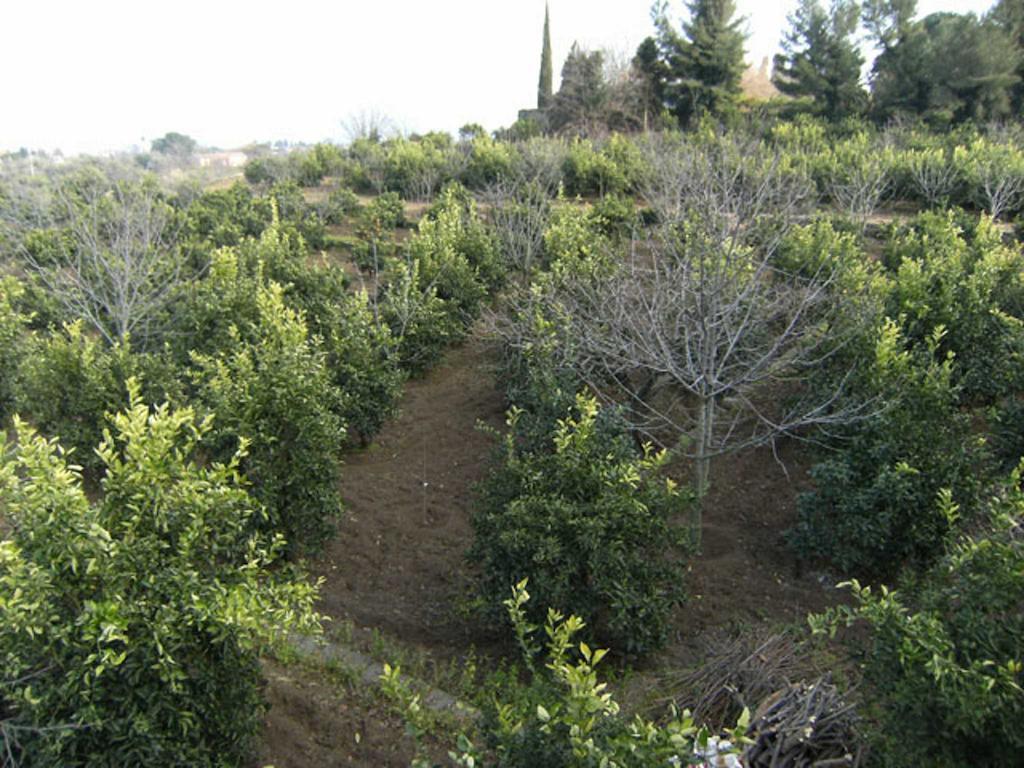 Baglio Delle Rose Bed & Breakfast Giarre Luaran gambar