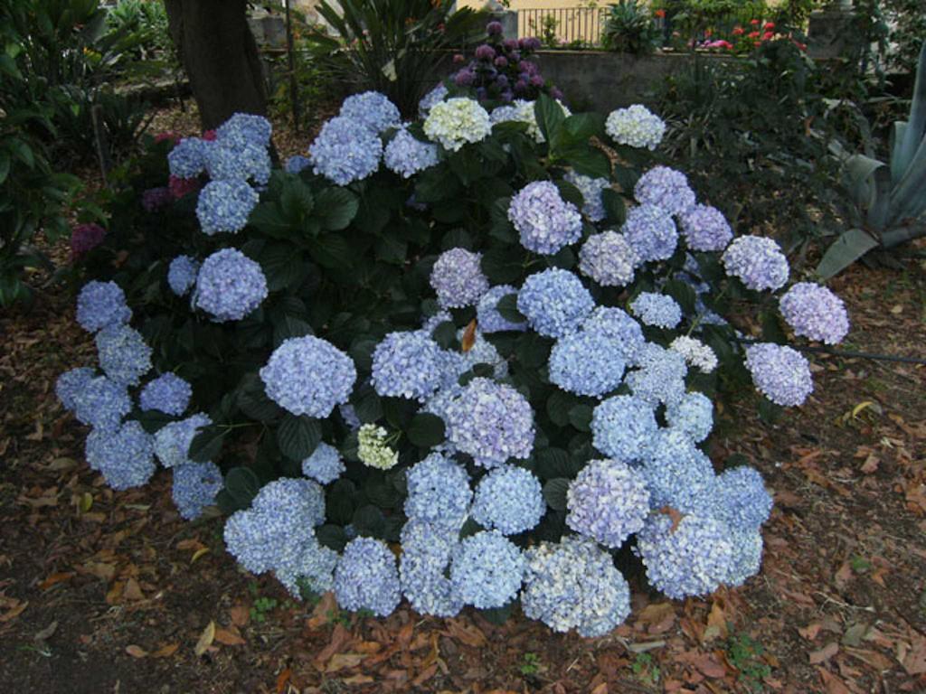 Baglio Delle Rose Bed & Breakfast Giarre Luaran gambar